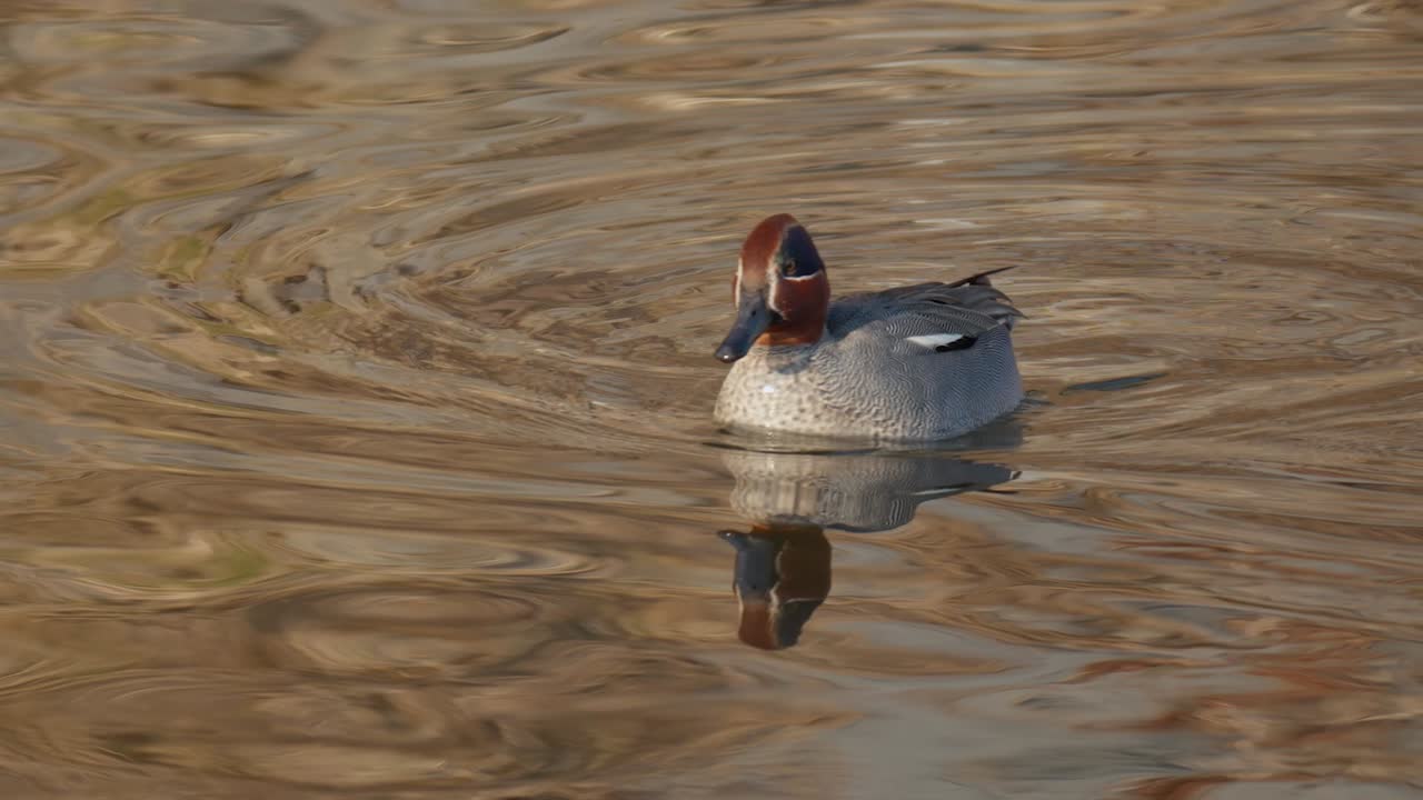 Maschio di alzavola comune che si nutre di alghe su un lago calmo