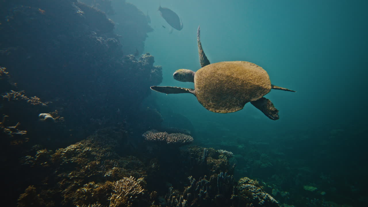 морская черепаха на коралловом рифе