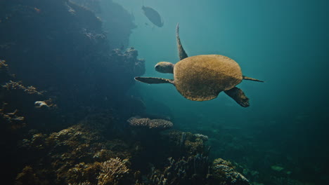 tortuga marina en un arrecife de coral
