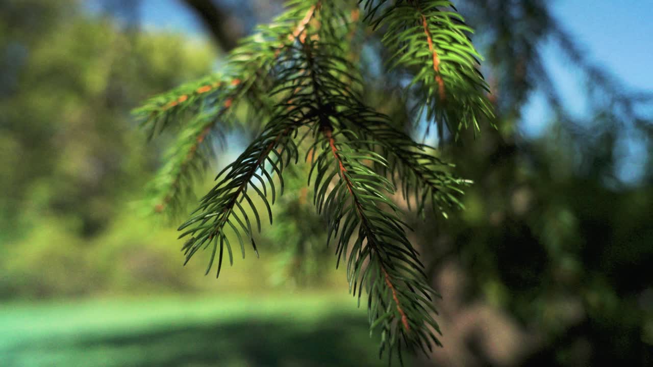A close-up of a pine tree swaying in slow motion, capturing the serene beauty of nature. The lush green needles create a tranquil atmosphere.