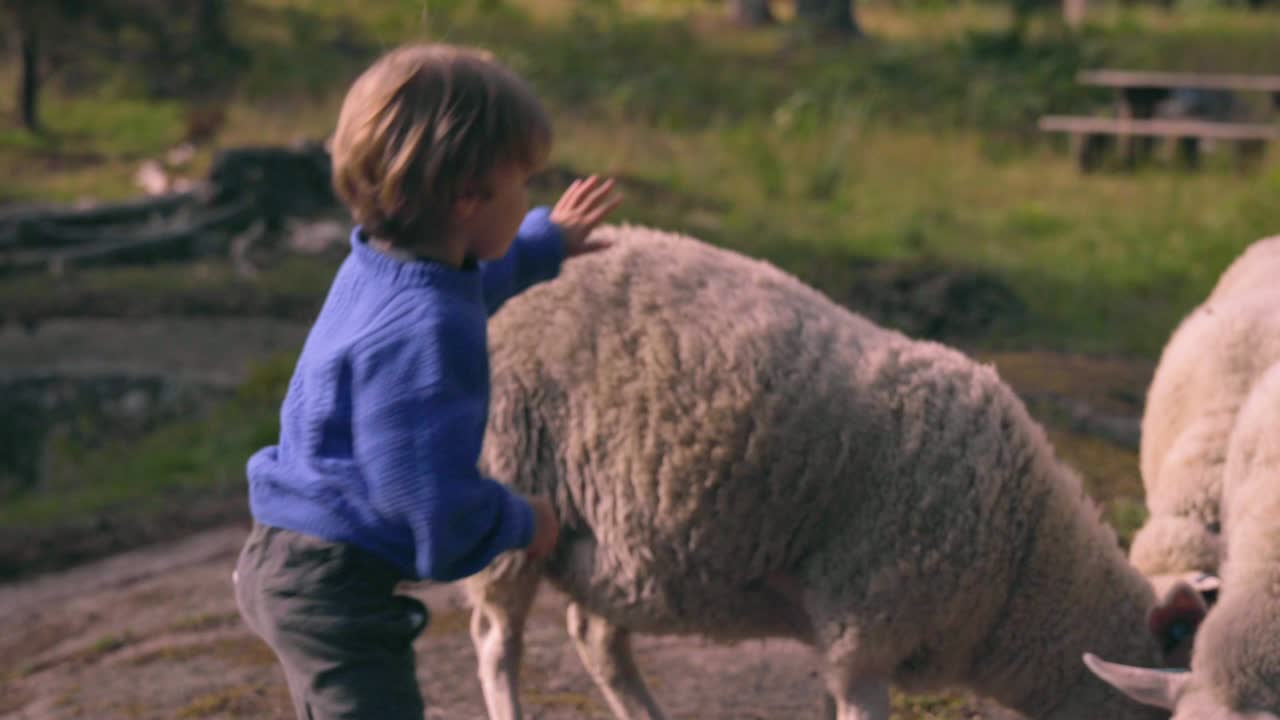 Menino brinca com ovelhas na natureza.