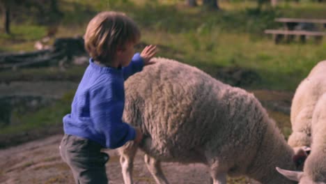 little boy plays with sheep in nature