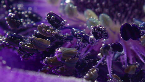 close-up of a purple flower with bubbles