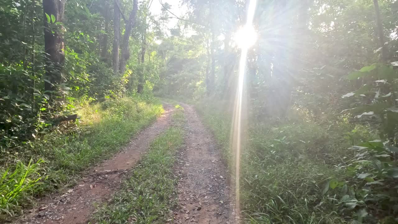 la luz del sol atravesando los árboles en un camino tranquilo.