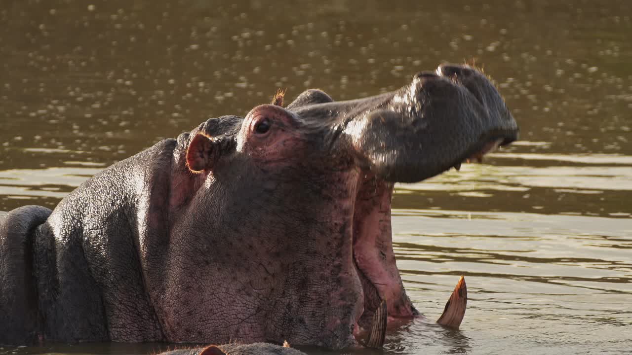 Slow Motion of Hippo Yawning Opening Mouth Wide Open Showing Teeth, African Wildlife Masai Mara River Animals in Kenya, Hippos in the Water in Maasai Mara National Reserve, Africa