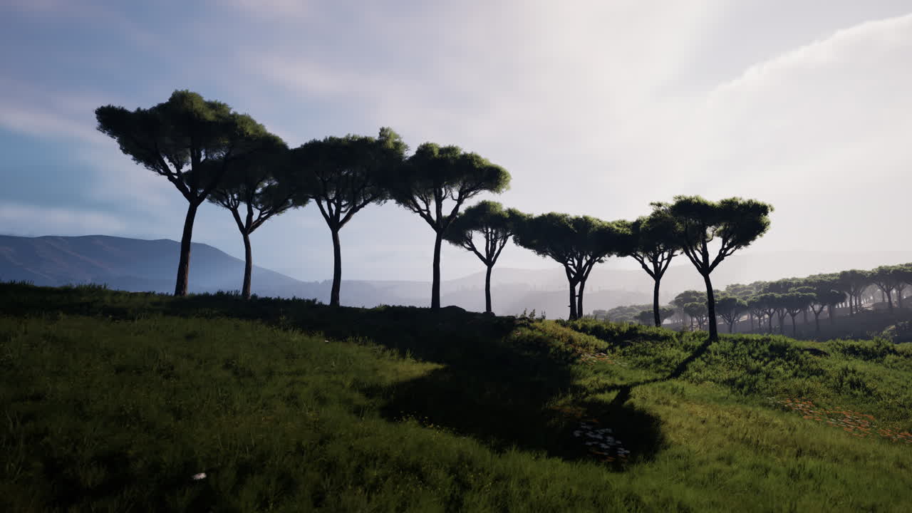 나미비아 의 아프리카 풍경 에서 언덕 을  ⁇ 고 있는 멀리  ⁇ 어져 있는 아카시아 나무 들