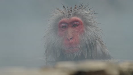 a serene japanese snow monkey (macaque) enjoys the warmth of the steaming onsen at jigokudani monkey park in yamanouchi, japan.