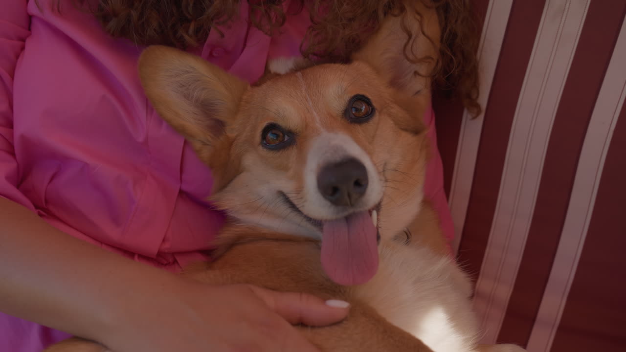Peaceful Corgi Resting During Family Outdoor Time, Cheerful Pet Among Family Members Enjoying Sunny Outdoor Play, Happy Dog Calmly Relaxing While Family Gathers For Outdoor Fun On Sunny Day