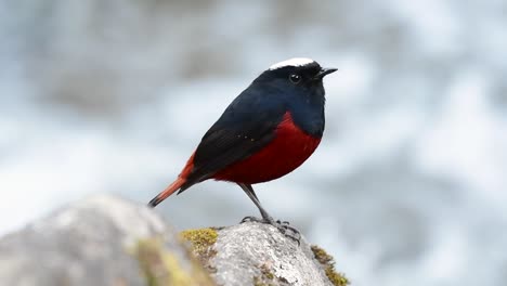 the white-capped redstart is known for its white lovely crown, dark blue-blackish wings and brown under feathers and its tail starts with red