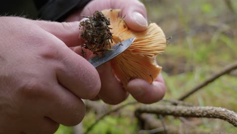a man is cutting an orange mushroom with a knife. the mushroom has a funnel shape and a smooth cap. the person is not wearing gloves and the background is blurry.