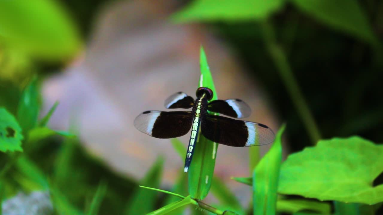 neurothemis tulia o pied paddy skimmer libélula descansando en una hoja verde