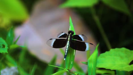 Neurothemis-Tulia-Oder-Pied-Paddy-Skimmer-Libelle,-Die-Auf-Einem-Grünen-Blatt-Ruht