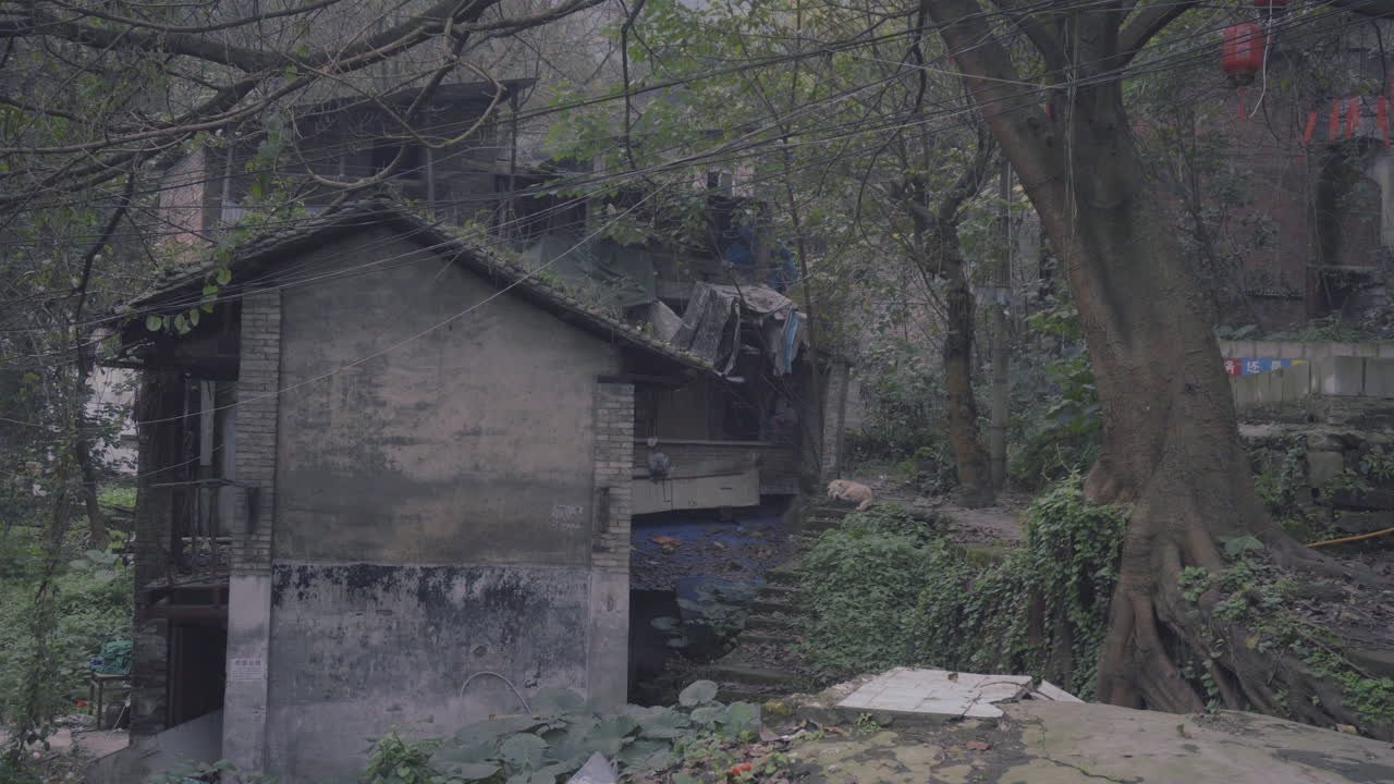 늙은 개는 사람이 살지 않는 집을 지켰다