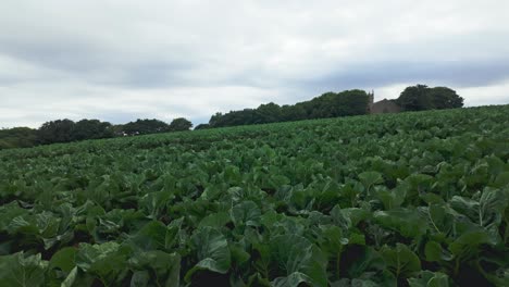 pan from left to right of field of cabbages on overcast day, cornwall, uk