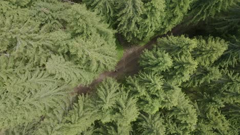 aerial overhead shot of mountain biker riding on mountain path between conifer trees in sun