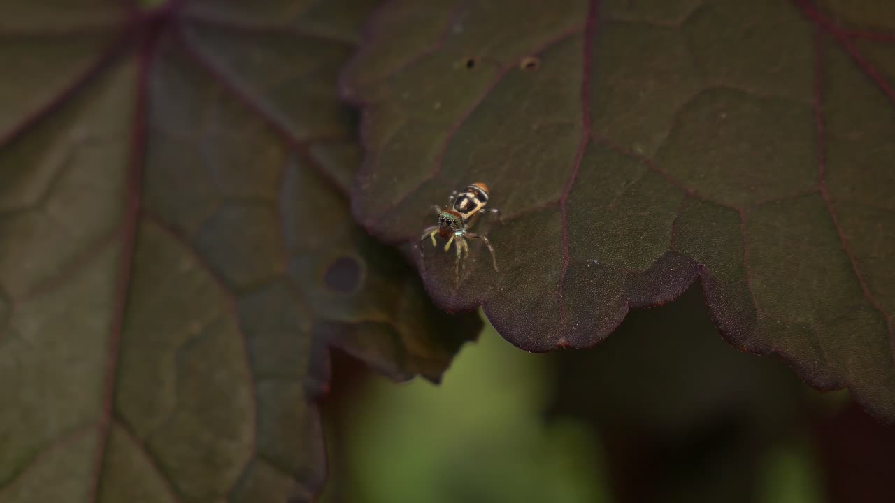 Jumping Spider (Salticidae) Over Cranberry Hibiscus Leaves In A Garden. Close-up Shot