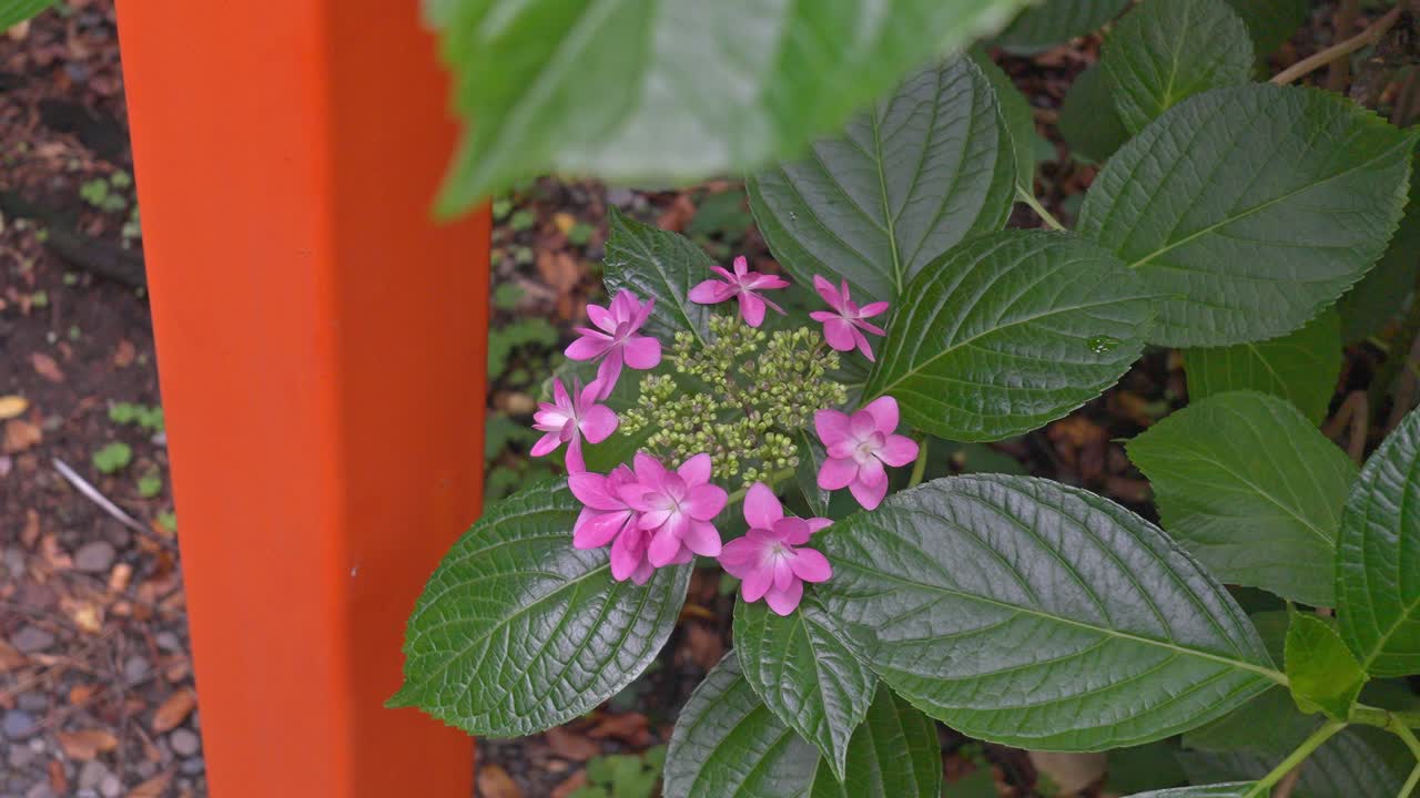 A cluster of delicate pink hydrangea flowers with vibrant green leaves and emerging buds, showcasing the fresh beauty of a garden.