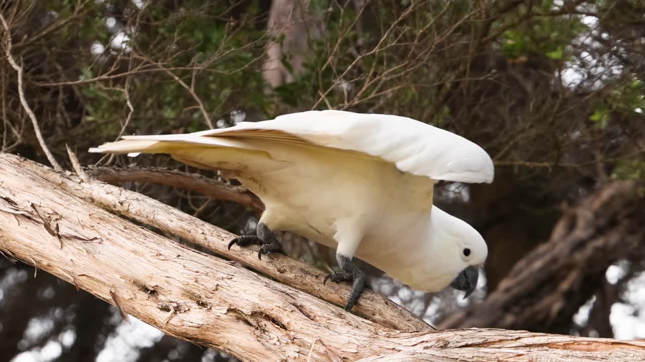 cacahuete moviéndose y observando en la rama del árbol