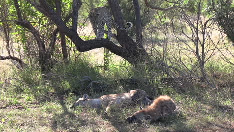 The-leopard-quietly-climbs-down-from-the-tree-and-lies-down-close-to-hyenas