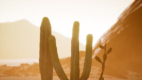 arizona desert sunset with giant saguaro cactus