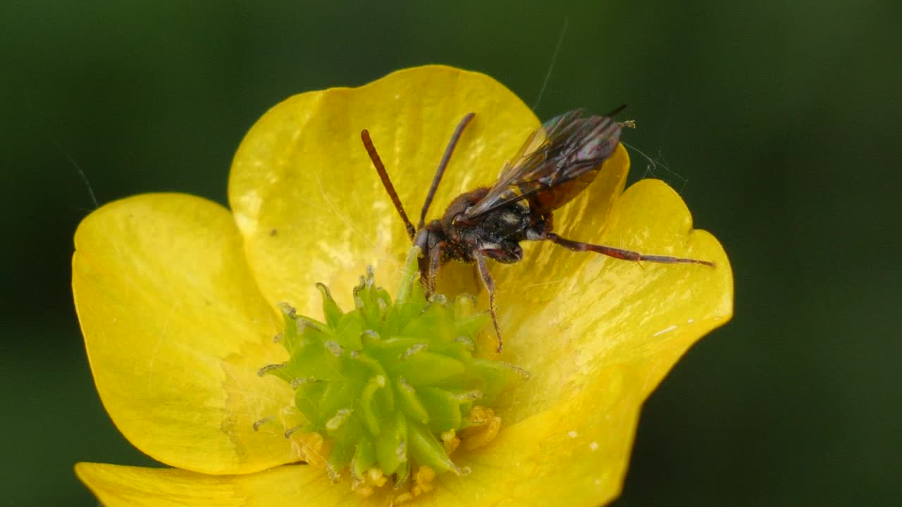 hormiga voladora sentada en una flor amarilla y bebiendo néctar en cámara lenta