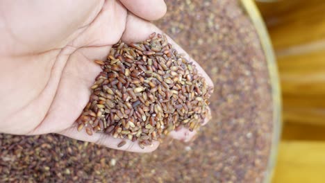 hand holding a handful of brown rice