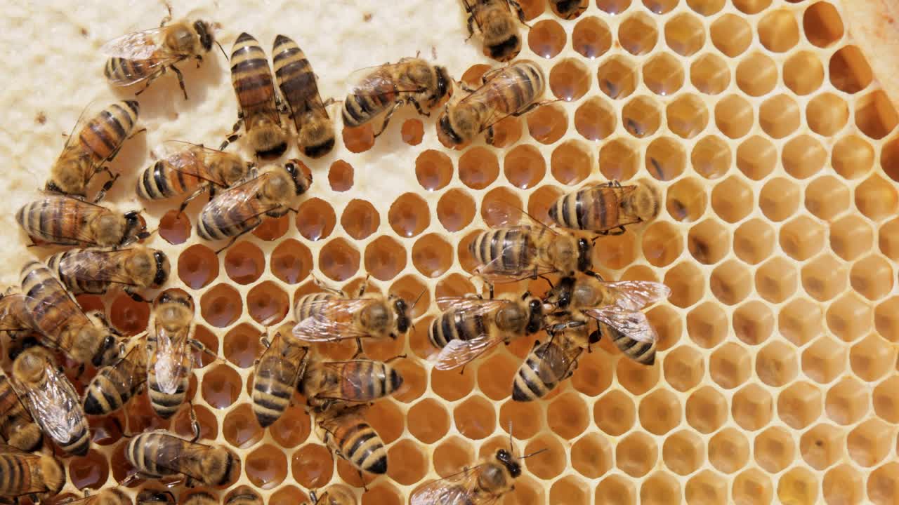 Honey Bees working on honeycomb close-up shot. Bees are best known to humans for their ecological roles as pollinators