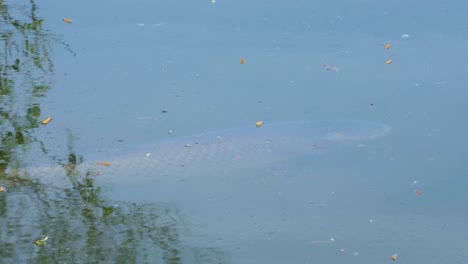 a big grass carp fish relaxing just under the surface of water of fishing lake