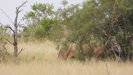 Male-Lion-Searching-For-Prey-In-The-Savannah-Of-Kruger-National-Park-In-South-Africa