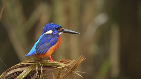 Un-Hermoso-Pájaro-Martín-Pescador-De-Orejas-Azules-Posado-En-Un-árbol-De-Serpiente-Y-Sacudiendo-Su-Cuerpo