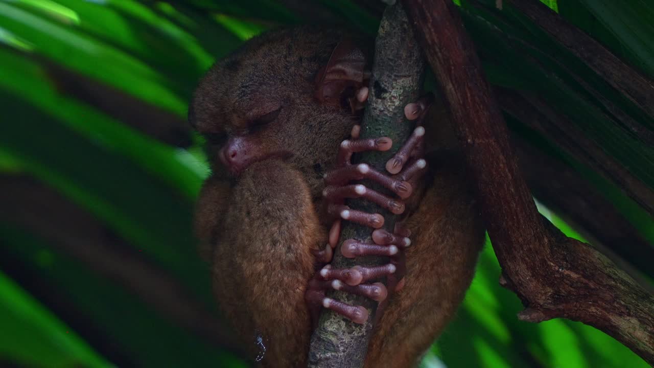 Sleeping Tarsier on a Tree Branch