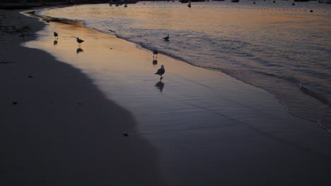 puesta de sol en la playa de la isla rottnest