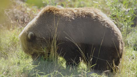 gran oso grizzly aplana la hierba con la pata