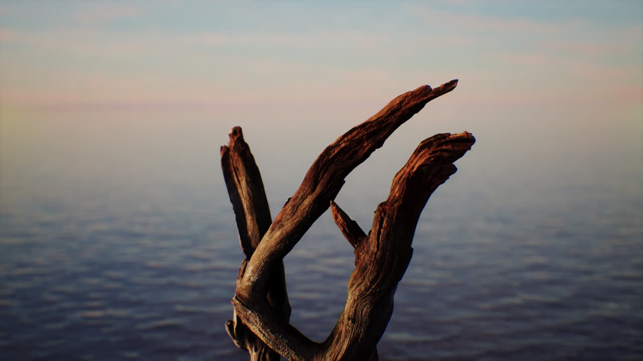 해질녘 해변의 유목