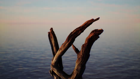 driftwood on the beach at sunset