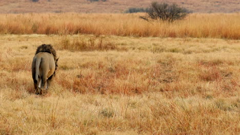 rear view of male african lion strolling through open golden grassy field