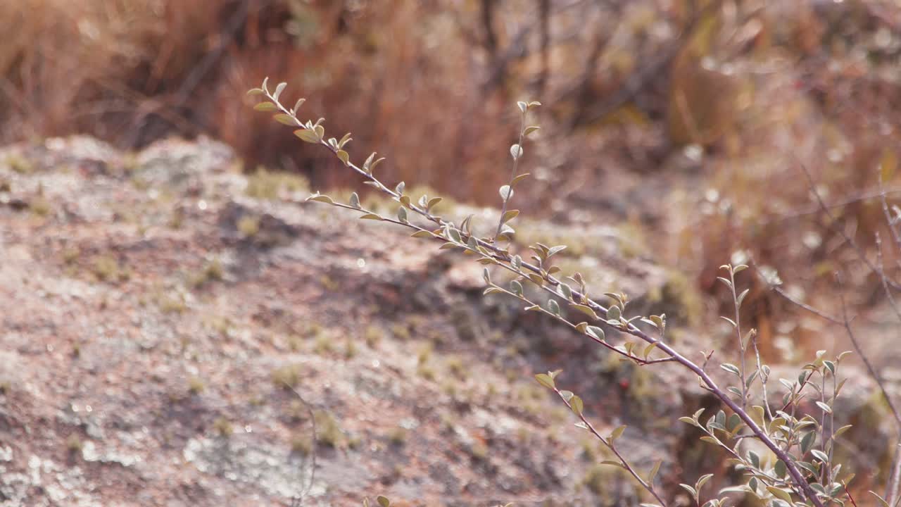 멋진 색의  ⁇ 은  ⁇ 리 혜성  ⁇ 새 수 ⁇ 은 주위를 둘러보고 날아갑니다.