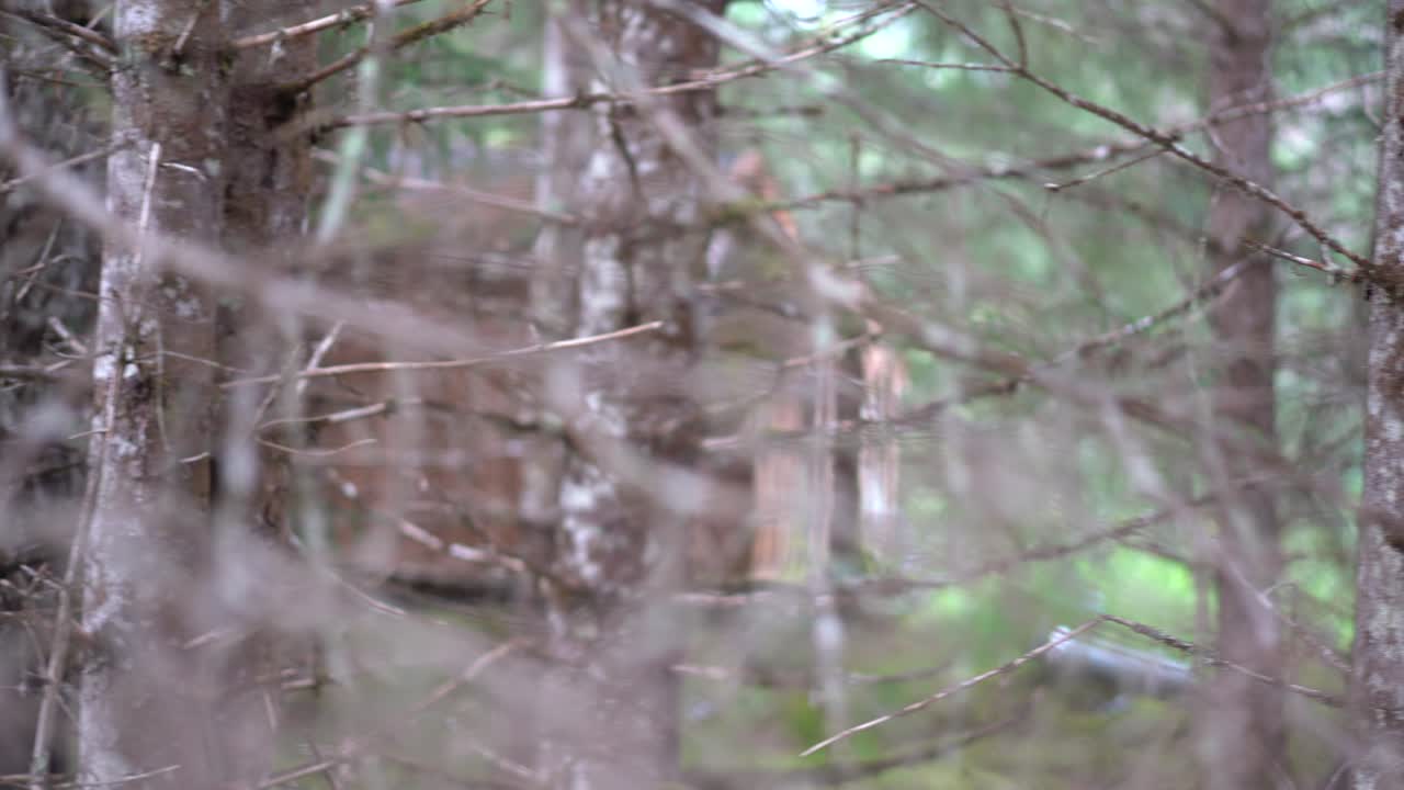 숲속의 오두막 hd