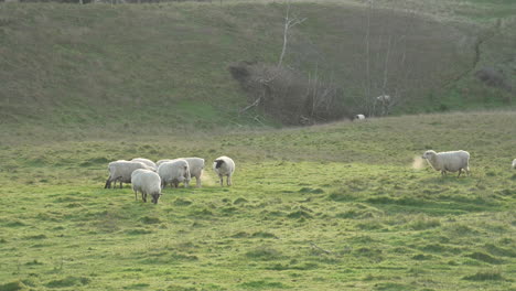 sheep on pasture in langlois oregon on a cold morning