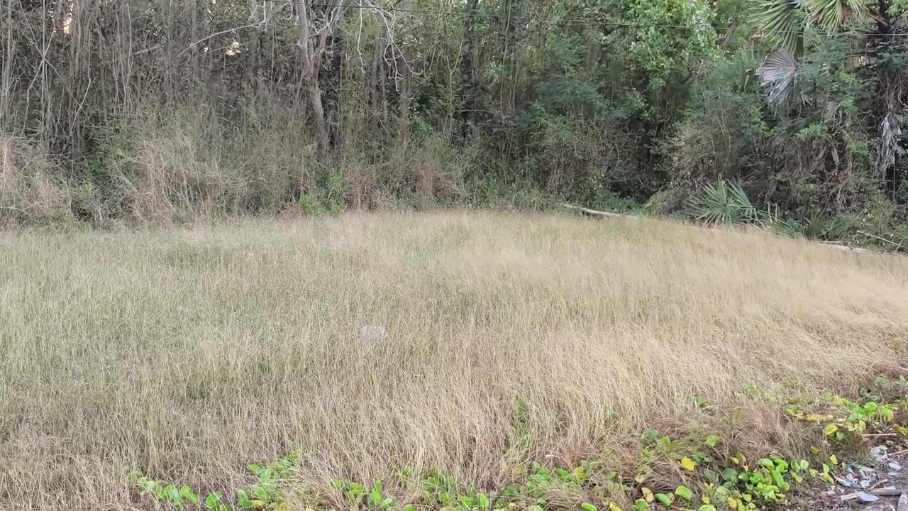 Angin Bertiup Melalui Rumput Tinggi di Lahan Basah Pesisir