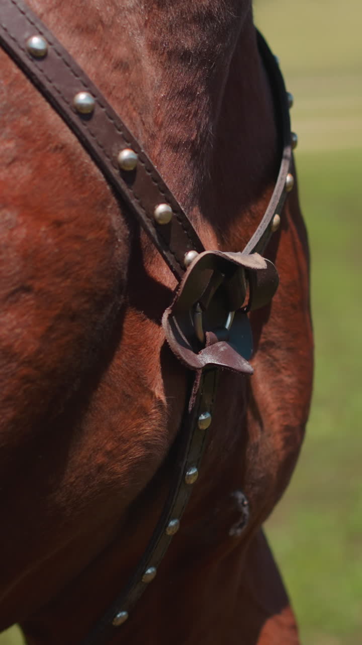 Leather belts with metal rivets and buckle on brown horse chest grazing on field closeup. Muscular equine animal at countryside on sunny day slow motion