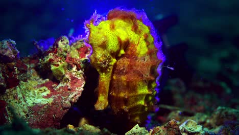thorny seahorse hippocampus hystrix lembeh 4k 25fps