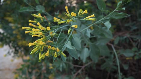 nicotiana glauca es una planta invasora en israel