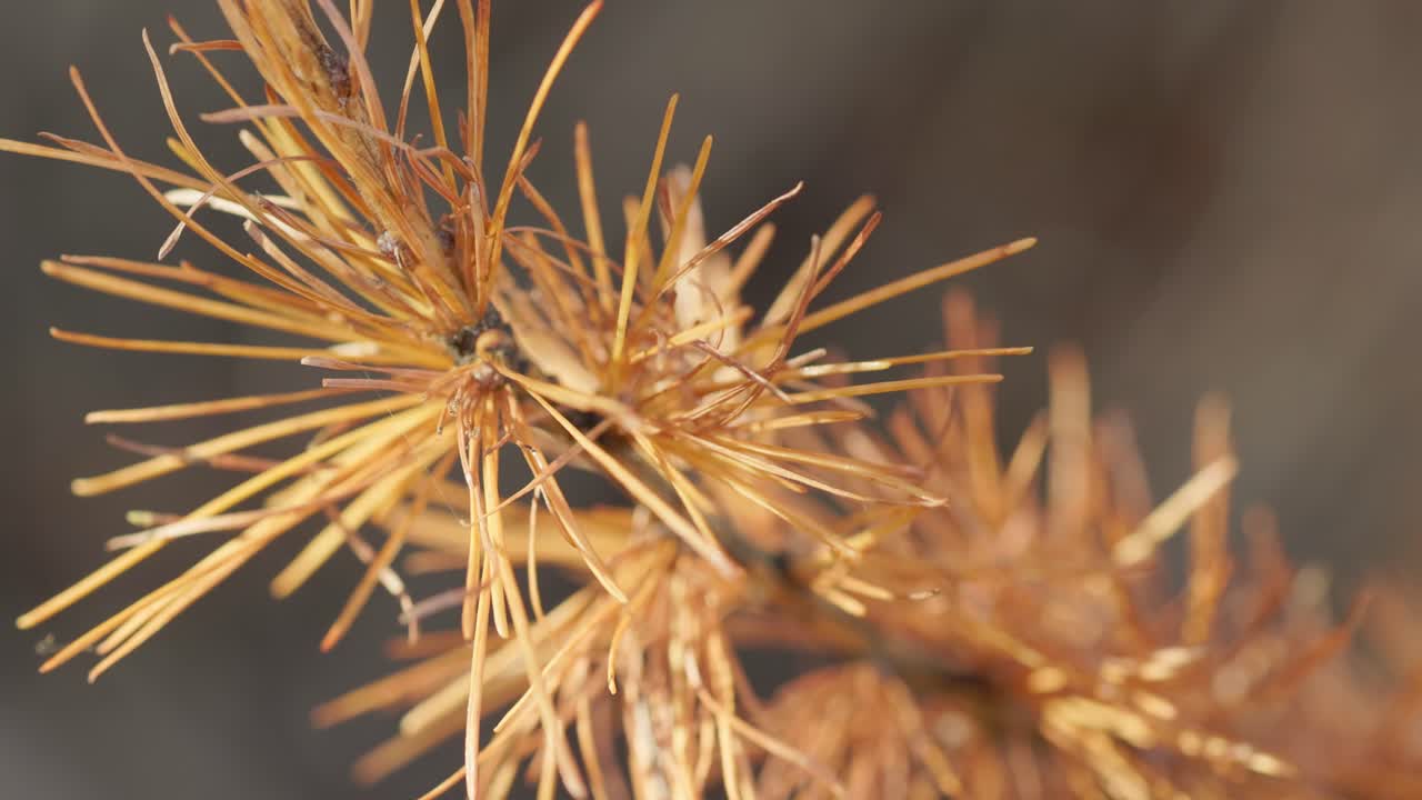 close up of single pine needles with red color