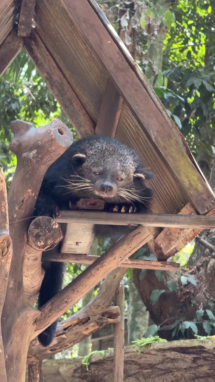Binturong a riposo su una piattaforma di legno in un recinto forestale