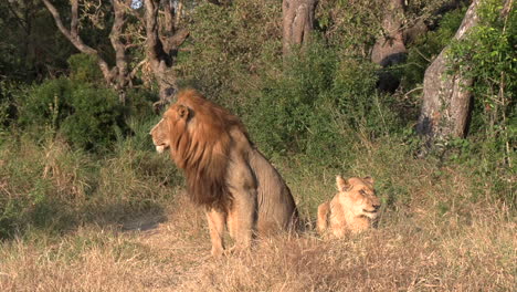 Male-lion-and-lioness-rest-together-on-grass-by-bush-in-sunlight