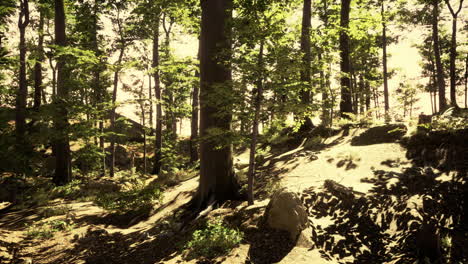 Das-Letzte-Tageslicht-Dringt-In-Den-Alten-Wald-Ein,-Kurz-Danach-Regnet-Es