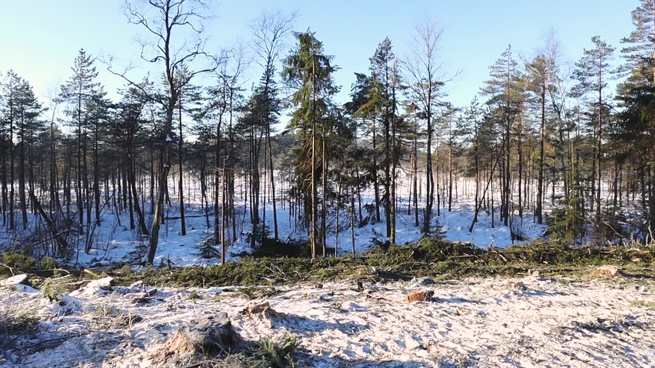 Lumipeitteinen metsäaukio puunkantoineen ja hajallaan olevine oksineen näyttää talvisten hakkuiden jälkiä, ympäröitynä pystyyn jääneillä puilla kirkkaan sinisen päivänvalon alla.