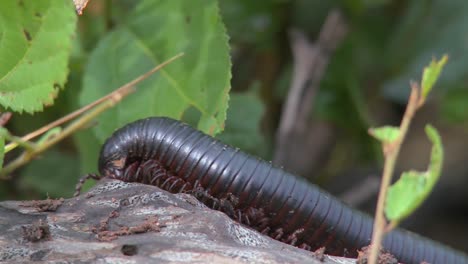 un milpiés o ciempiés africano se arrastra por una rama de la jungla 1