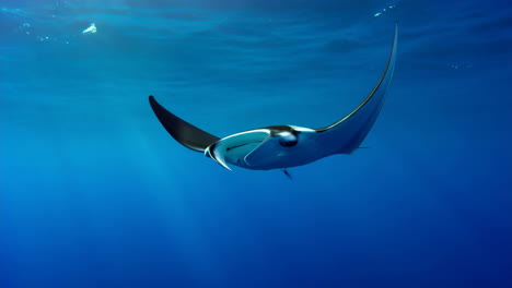 manta ray swimming in clear blue ocean waters